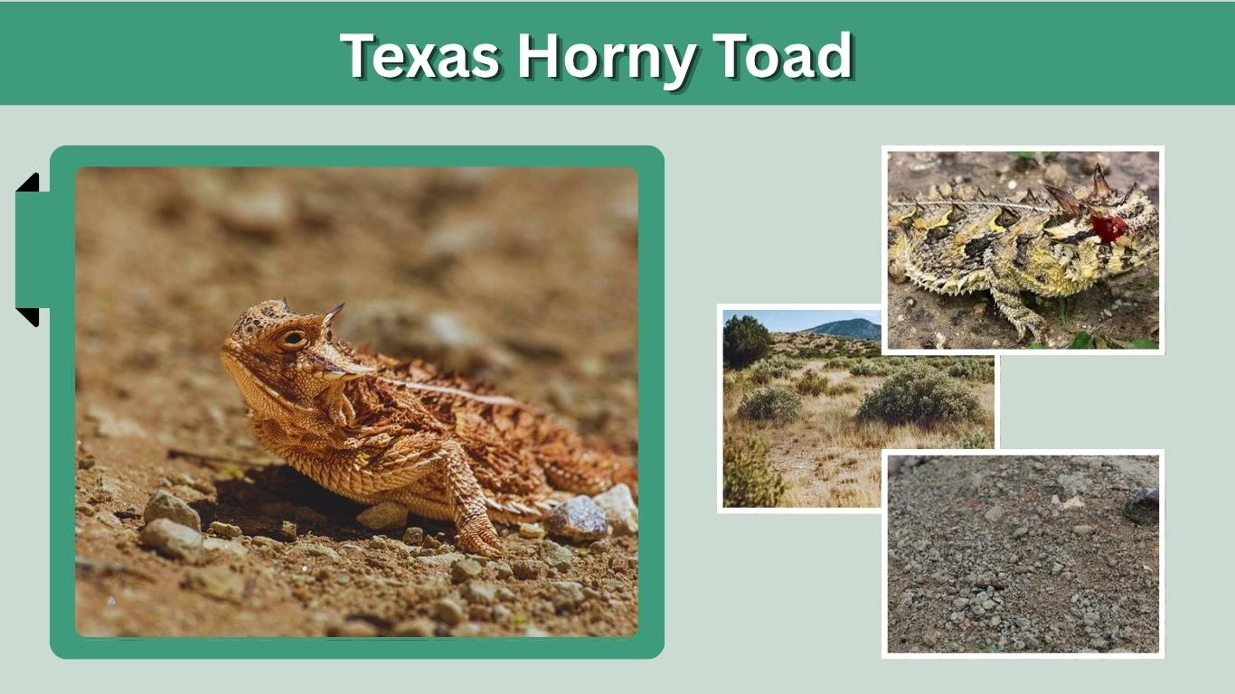Texas Horny Toad: Facts About the Texas Horned Lizard