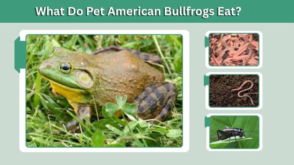 What Do Pet American Bullfrogs Eat?