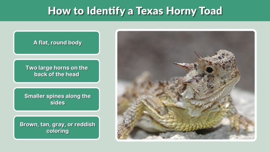 How to Identify a Texas Horny Toad