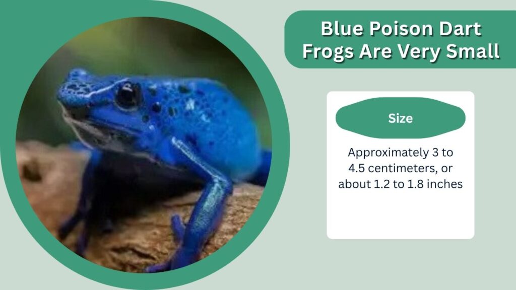 Blue Poison Dart Frogs Are Very Small