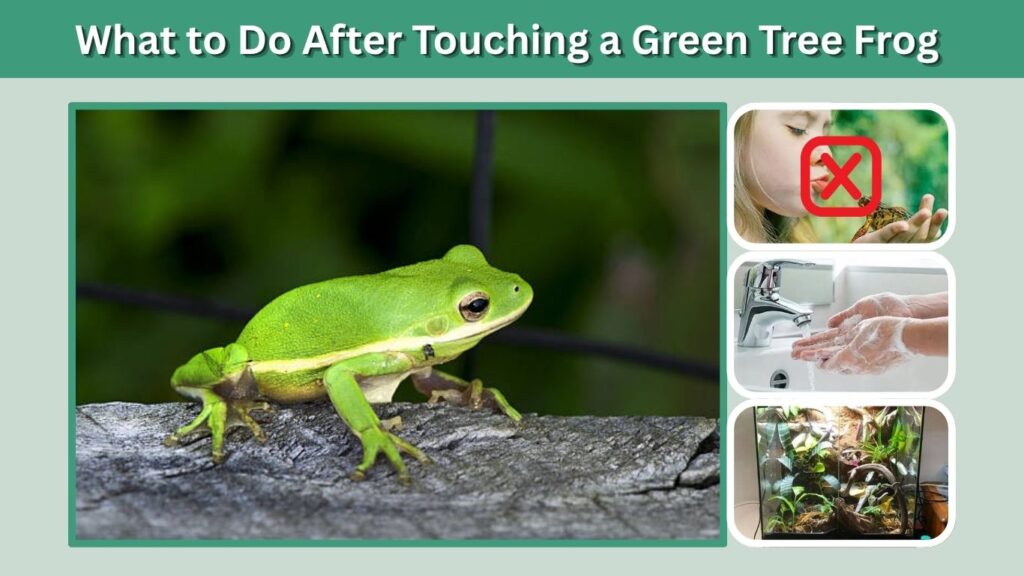 What to Do After Touching a Green Tree Frog