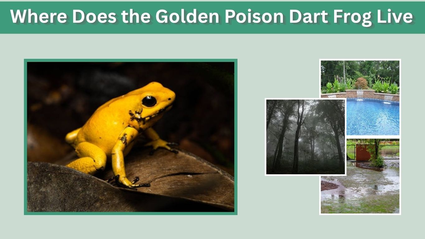 Where Does the Golden Poison Dart Frog Live?