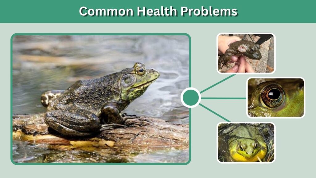 Common Health Problems