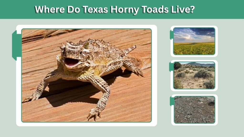 Where Do Texas Horny Toads Live?