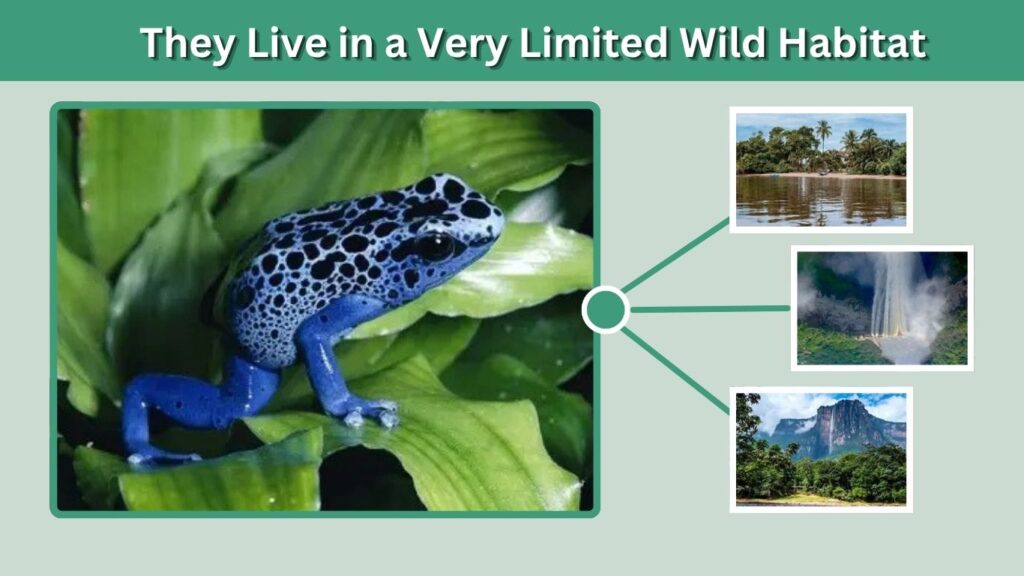 They Live in a Very Limited Wild Habitat