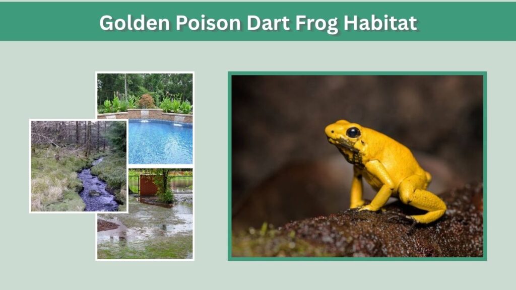 Golden Poison Dart Frog Habitat