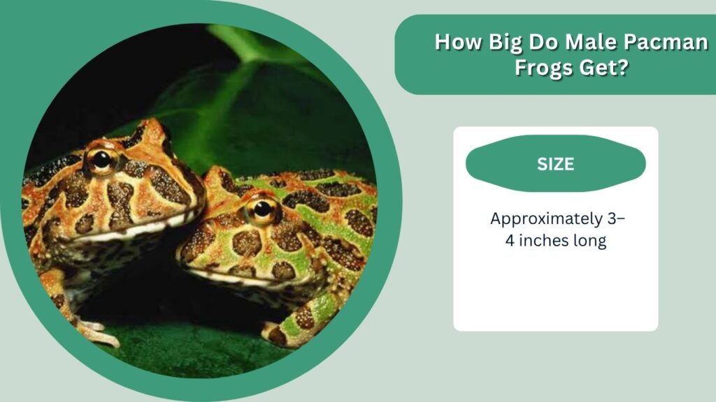 How Big Do Male Pacman Frogs Get?