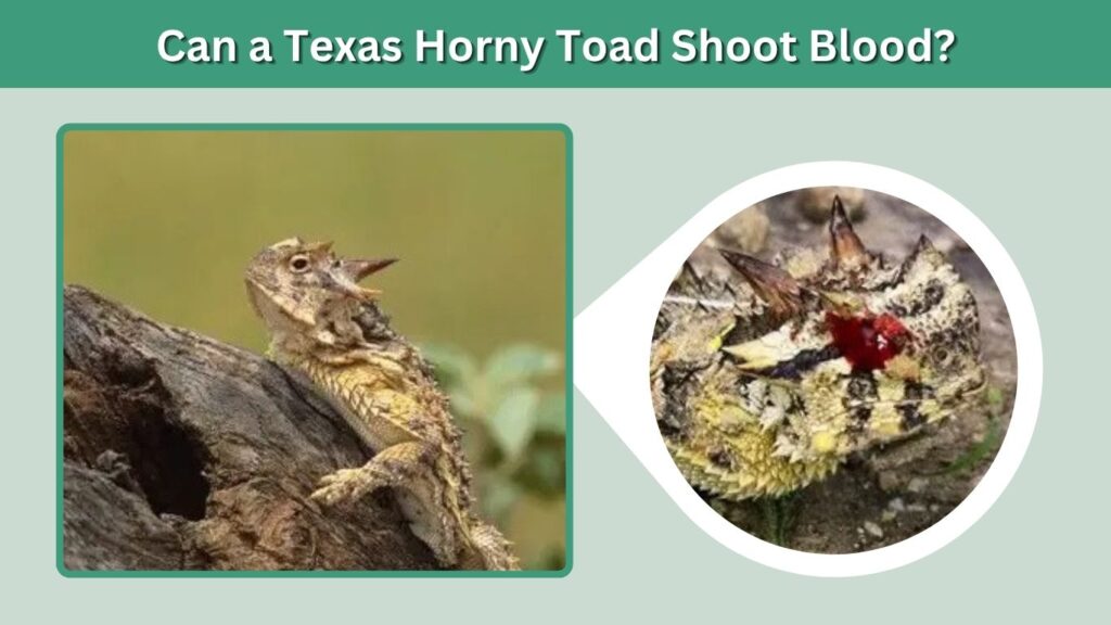 Can a Texas Horny Toad Shoot Blood?