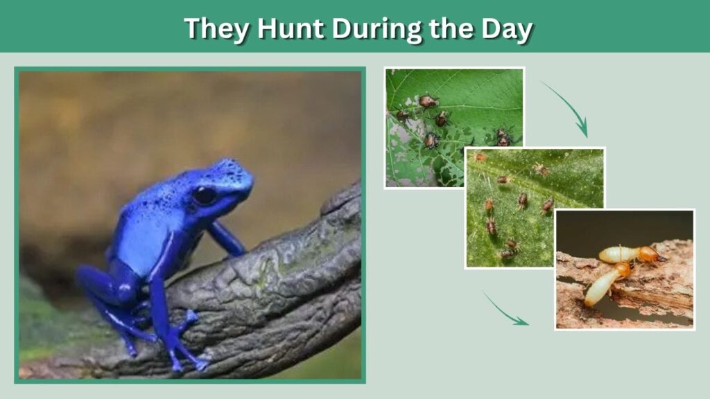They Hunt During the Day
