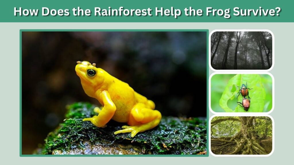 How Does the Rainforest Help the Frog Survive?