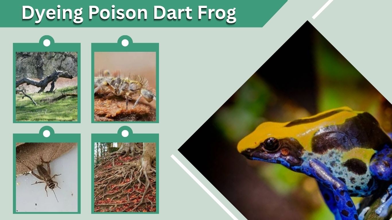 Dyeing Poison Dart Frog: Diet, Habitat, Facts and Care