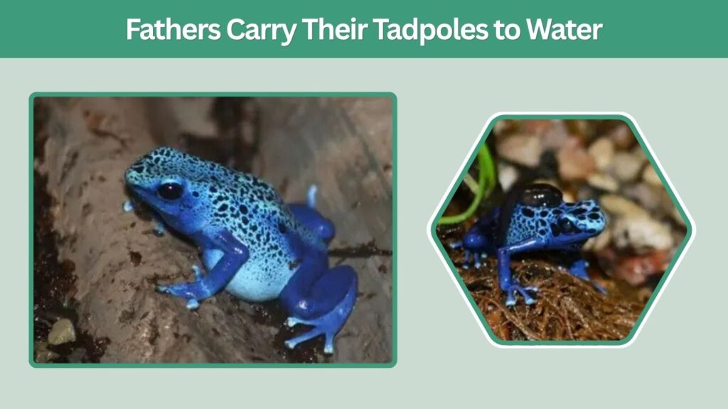 Fathers Carry Their Tadpoles to Water