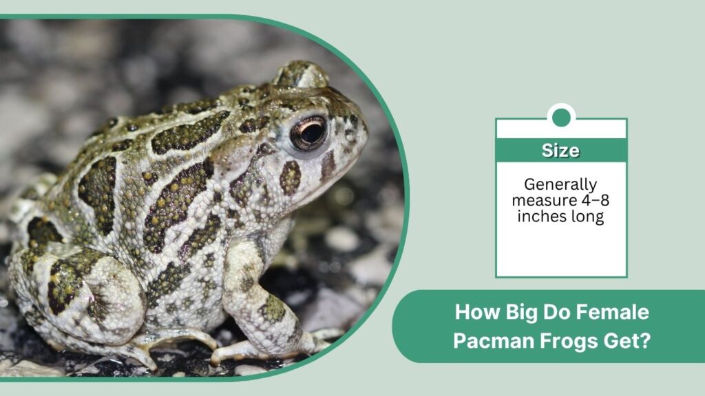 How Big Do Female Pacman Frogs Get?