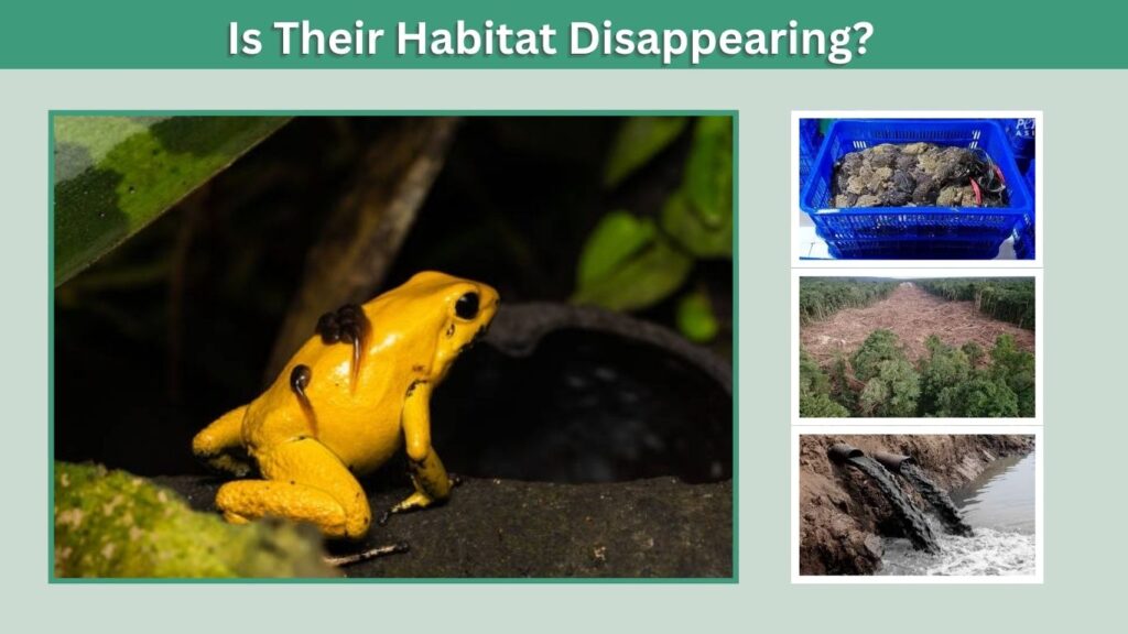 Is Their Habitat Disappearing?