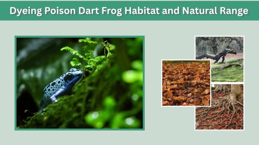 Dyeing Poison Dart Frog Habitat and Natural Range