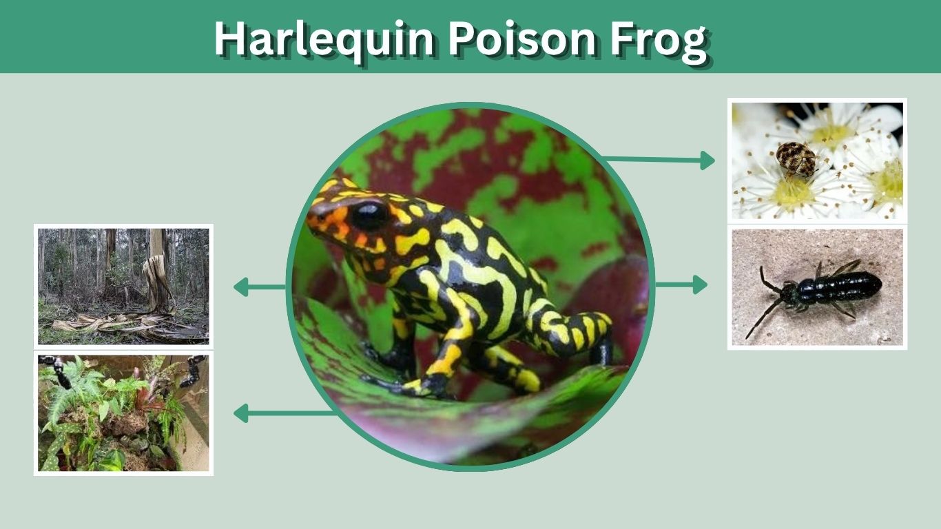 Harlequin Poison Frog: Habitat, Diet, Toxicity, and Facts