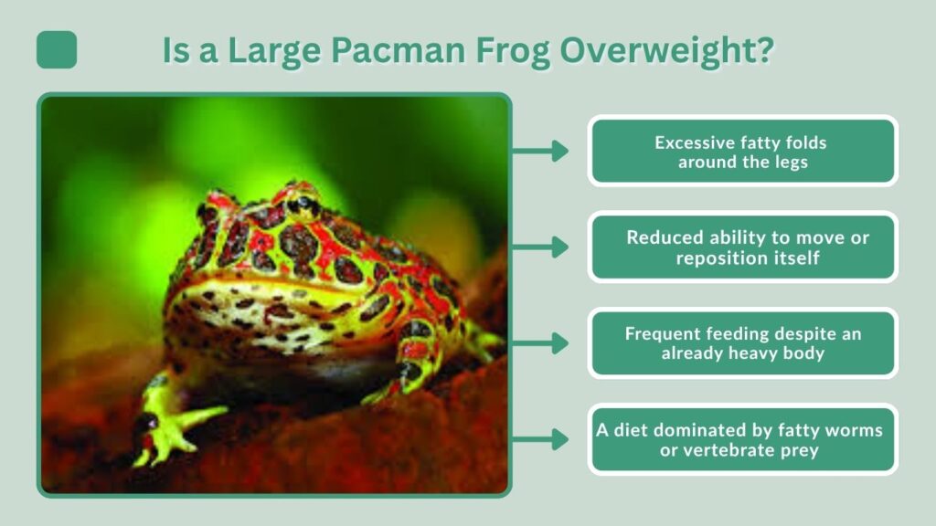 Is a Large Pacman Frog Overweight?