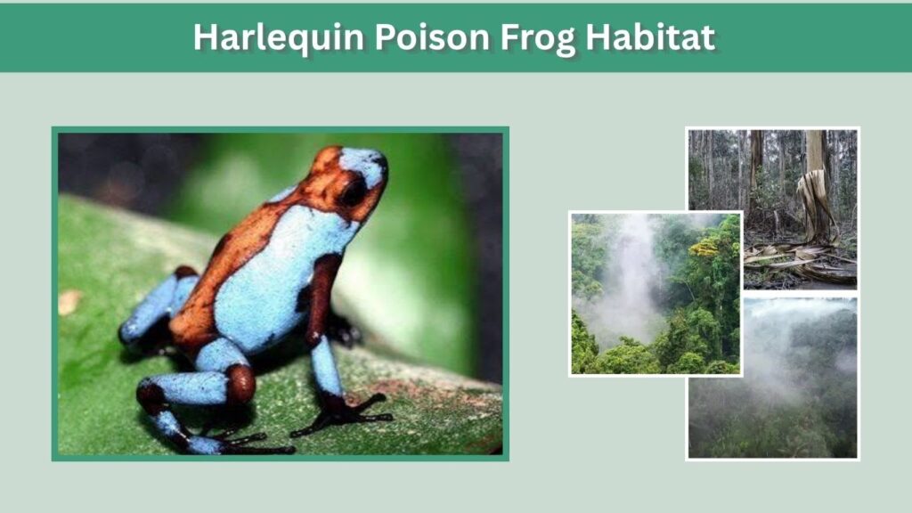 Harlequin Poison Frog Habitat
