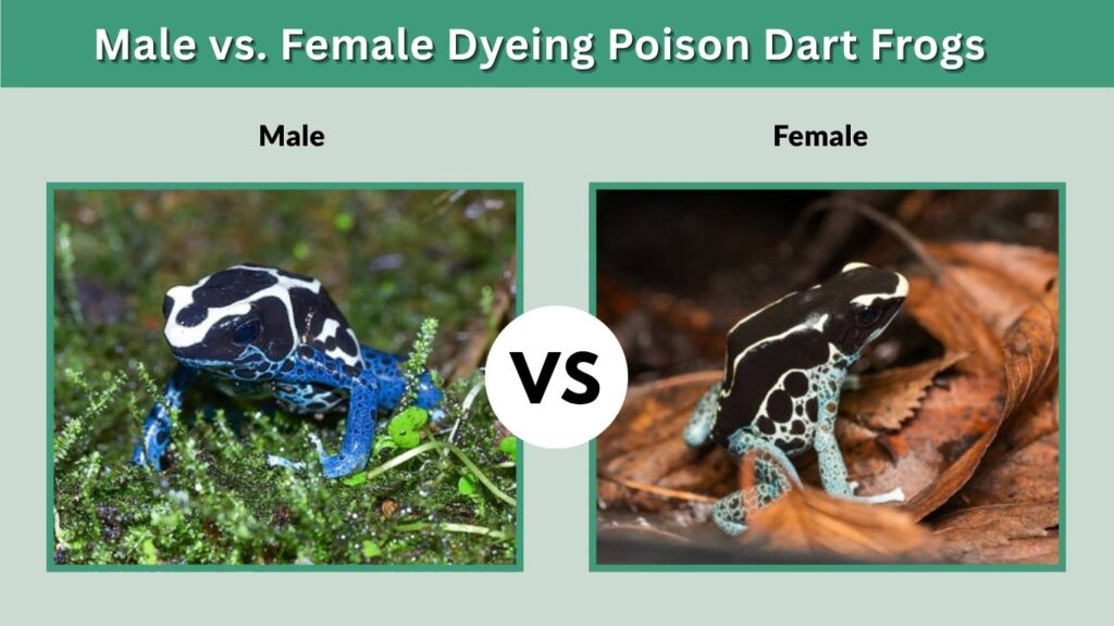 Male vs. Female Dyeing Poison Dart Frogs