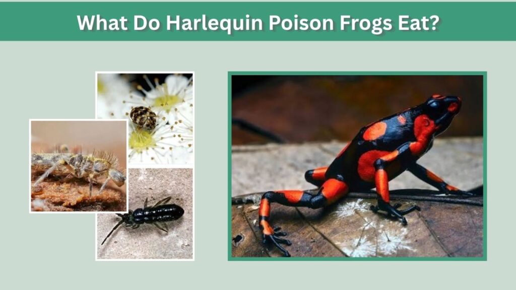 What Do Harlequin Poison Frogs Eat?