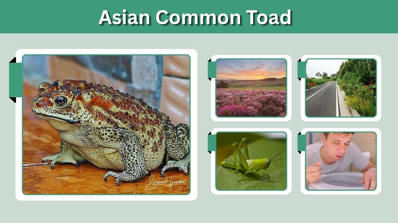 Asian Common Toad: Identification, Habitat, Diet and Facts