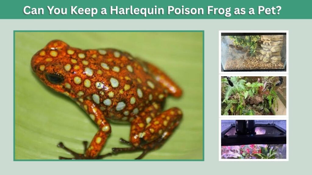 Can You Keep a Harlequin Poison Frog as a Pet?