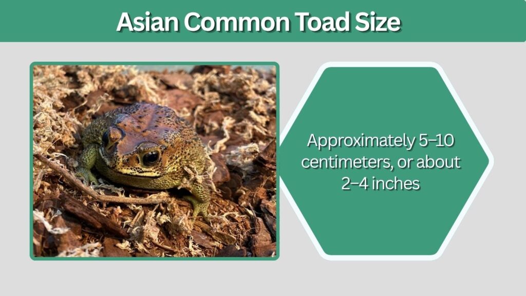 Asian Common Toad Size