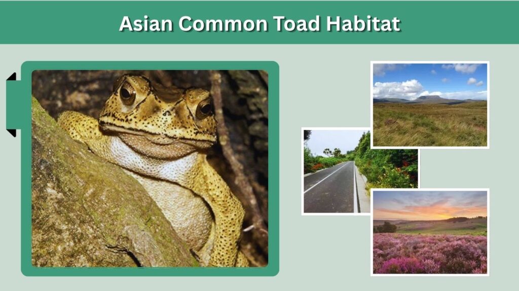 Asian Common Toad Habitat