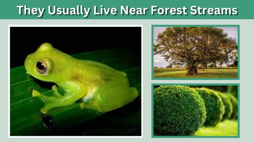 They Usually Live Near Forest Streams