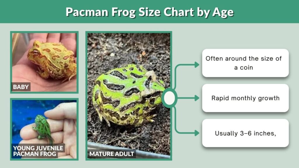 Pacman Frog Size Chart by Age
