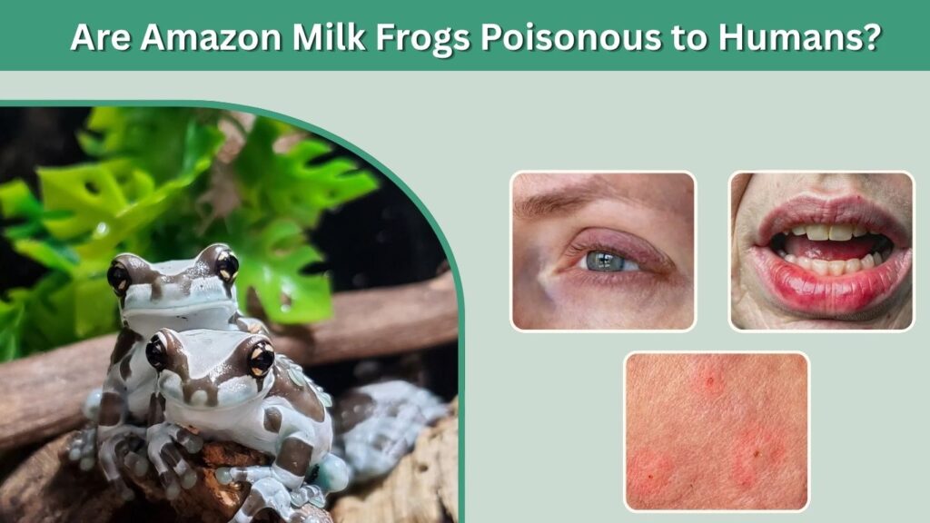 Are Amazon Milk Frogs Poisonous to Humans?