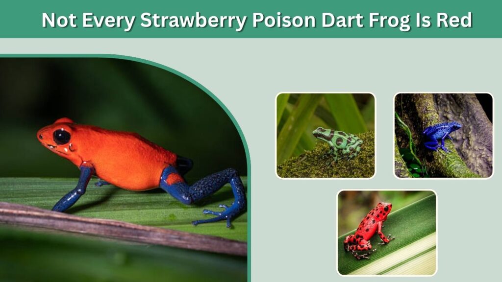 Not Every Strawberry Poison Dart Frog Is Red