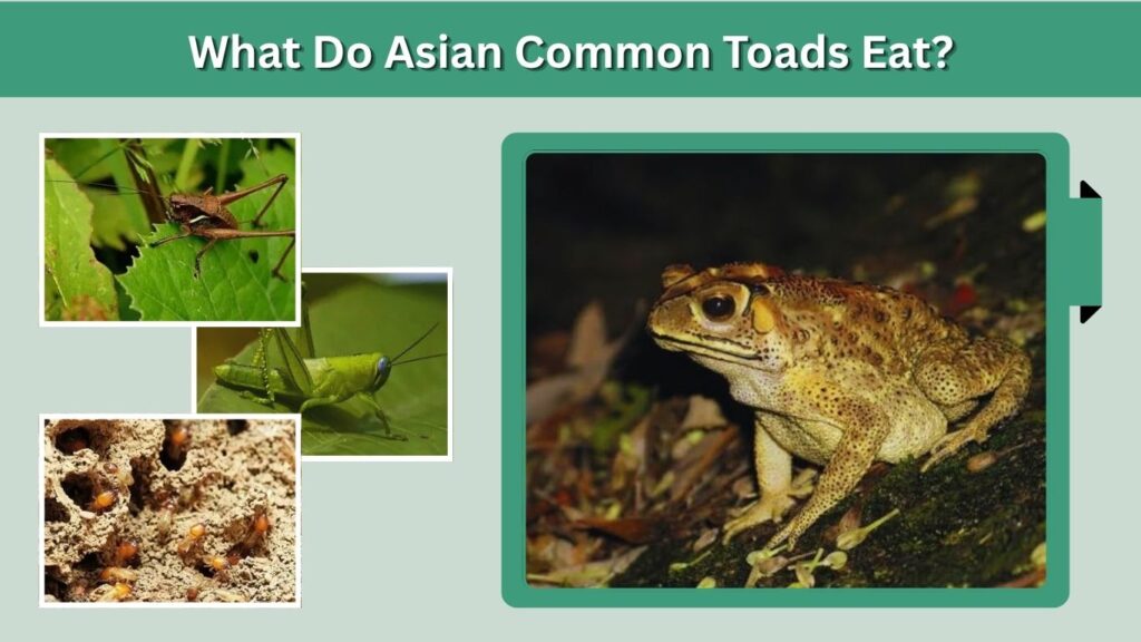 What Do Asian Common Toads Eat?