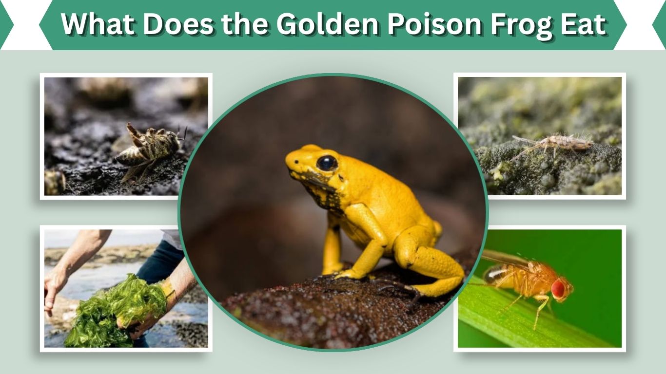 What Does the Golden Poison Frog Eat? 10 Common Foods