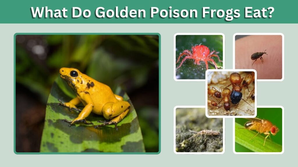 What Do Golden Poison Frogs Eat?