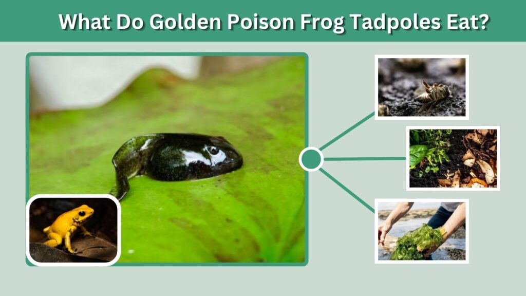 What Do Golden Poison Frog Tadpoles Eat?