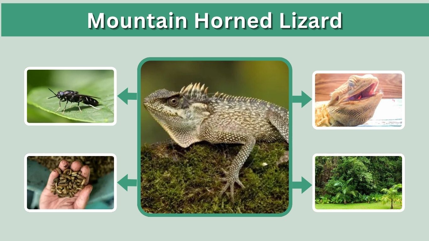 Mountain Horned Lizard Care, Size, Diet, and Pet Guide