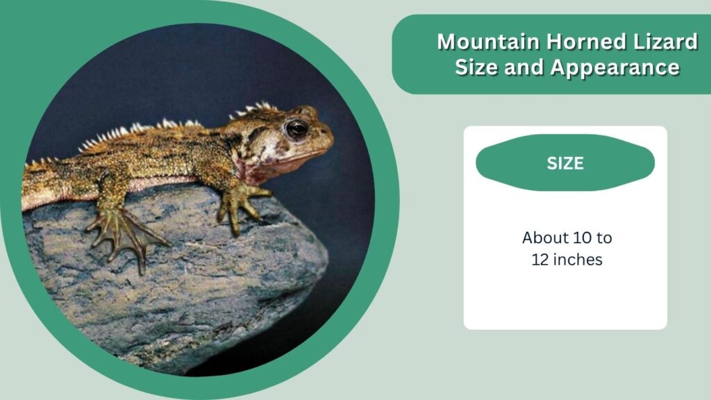 Mountain Horned Lizard Size and Appearance