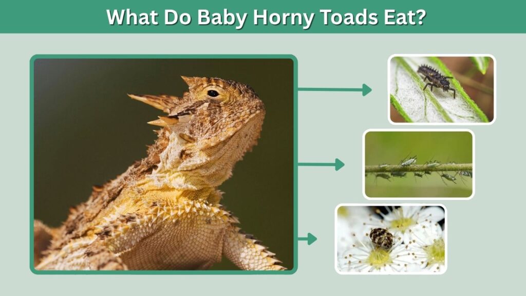 What Do Baby Horny Toads Eat?