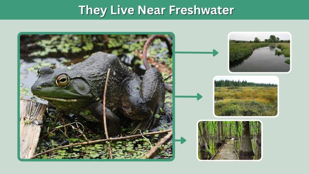 They Live Near Freshwater