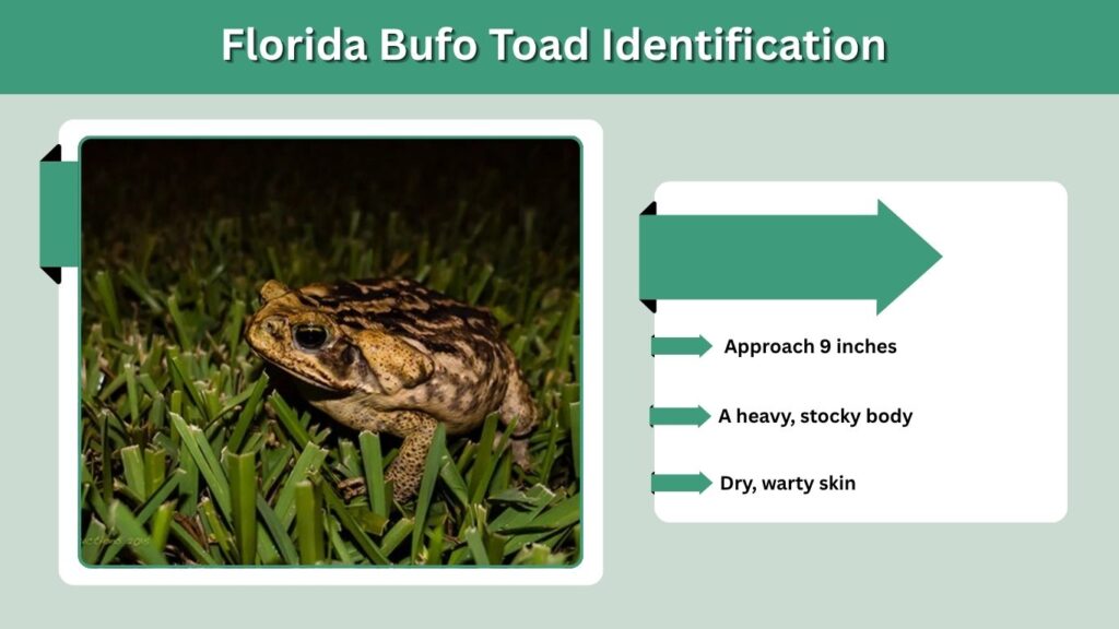 Florida Bufo Toad Identification