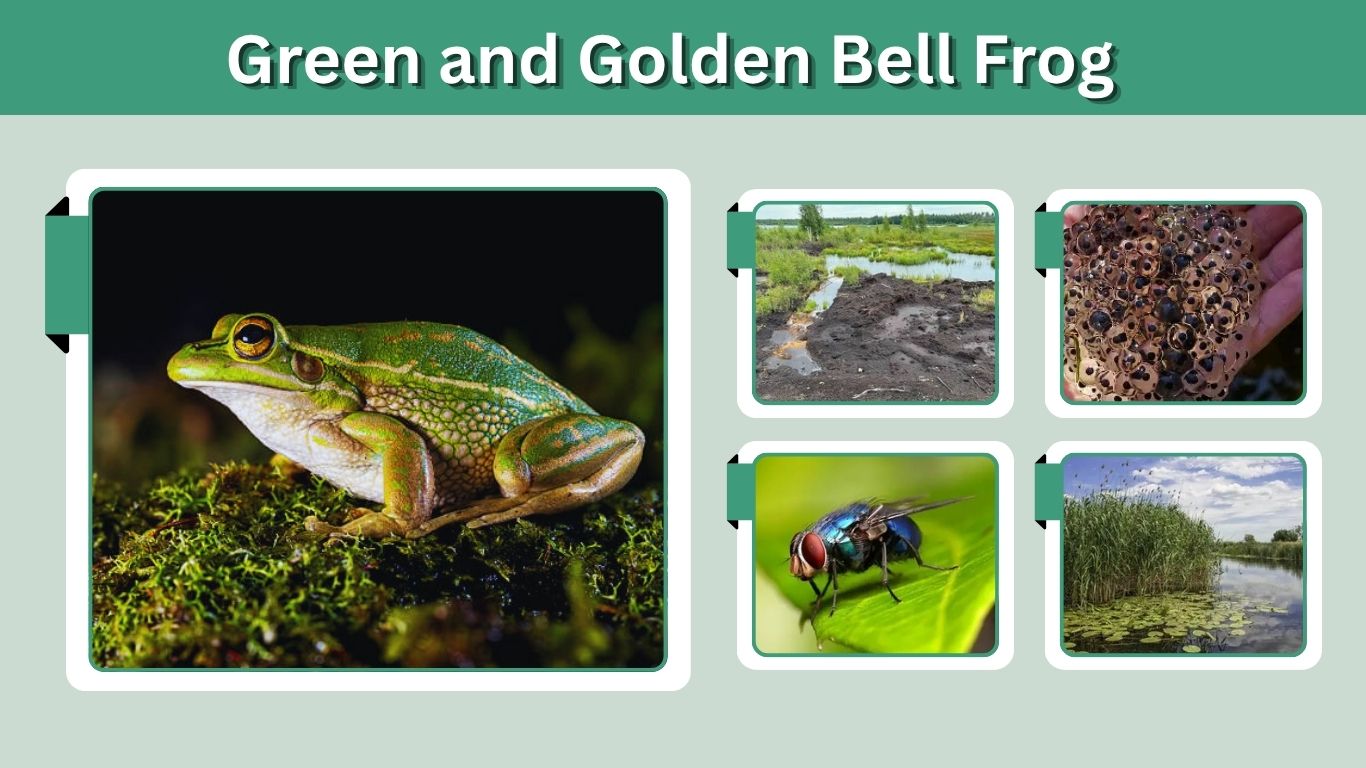 Green and Golden Bell Frog: Habitat, Diet, Life Cycle & Facts
