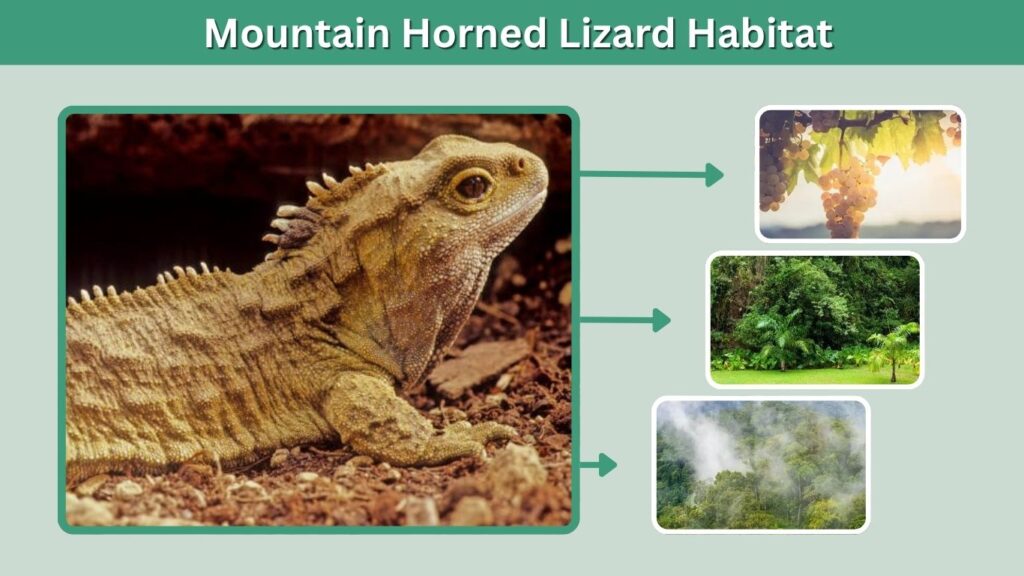 Mountain Horned Lizard Habitat