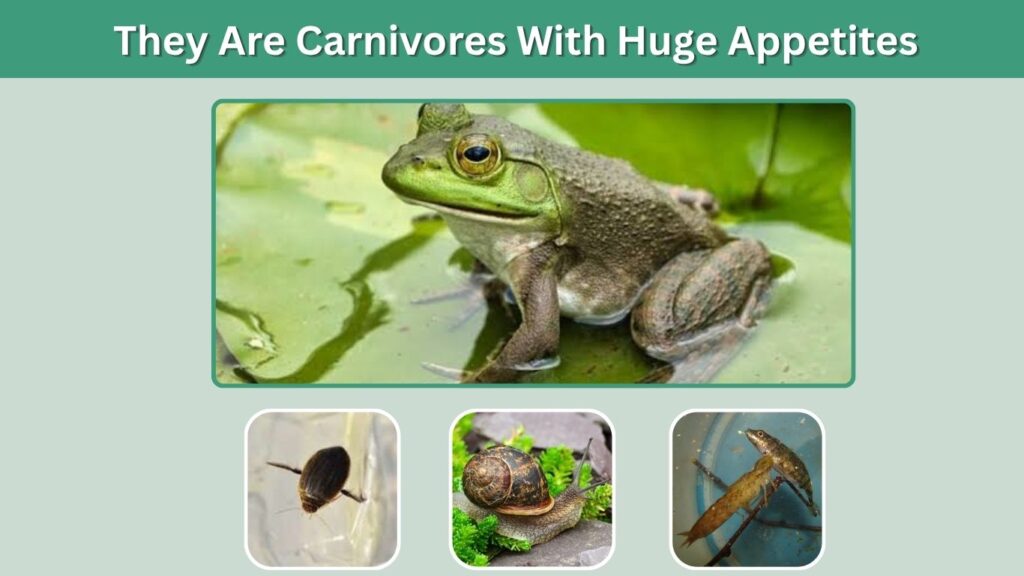 They Are Carnivores With Huge Appetites