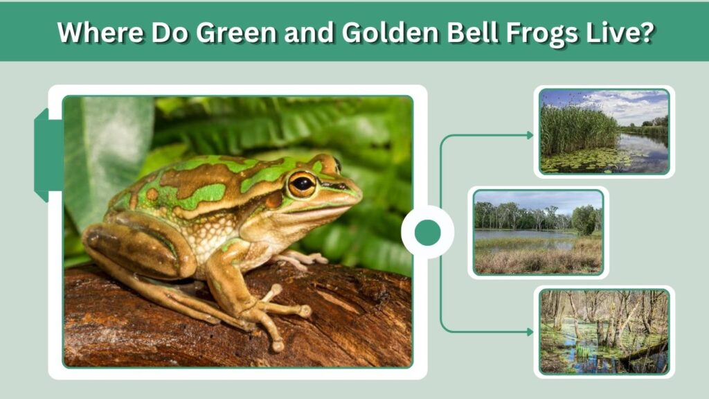 Where Do Green and Golden Bell Frogs Live?