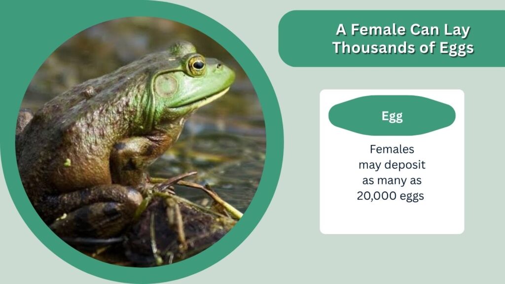 A Female Can Lay Thousands of Eggs
