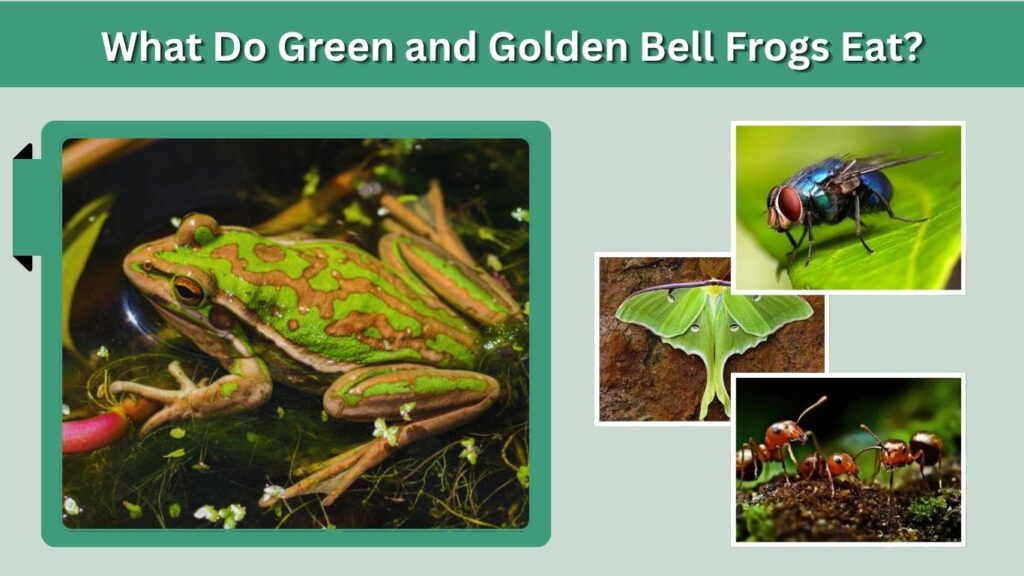 What Do Green and Golden Bell Frogs Eat?