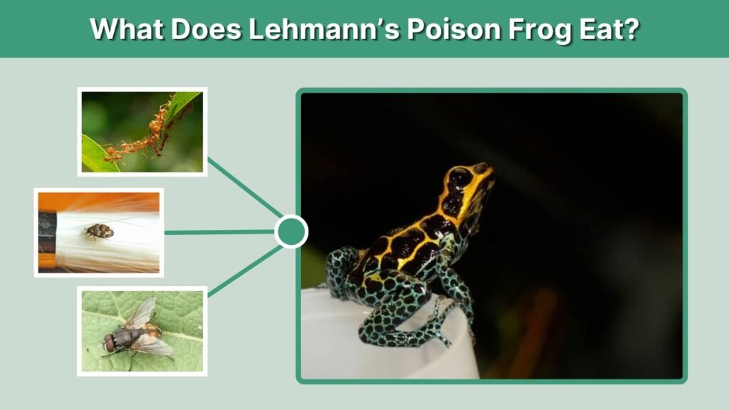 What Does Lehmann’s Poison Frog Eat?