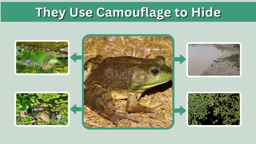 They Use Camouflage to Hide