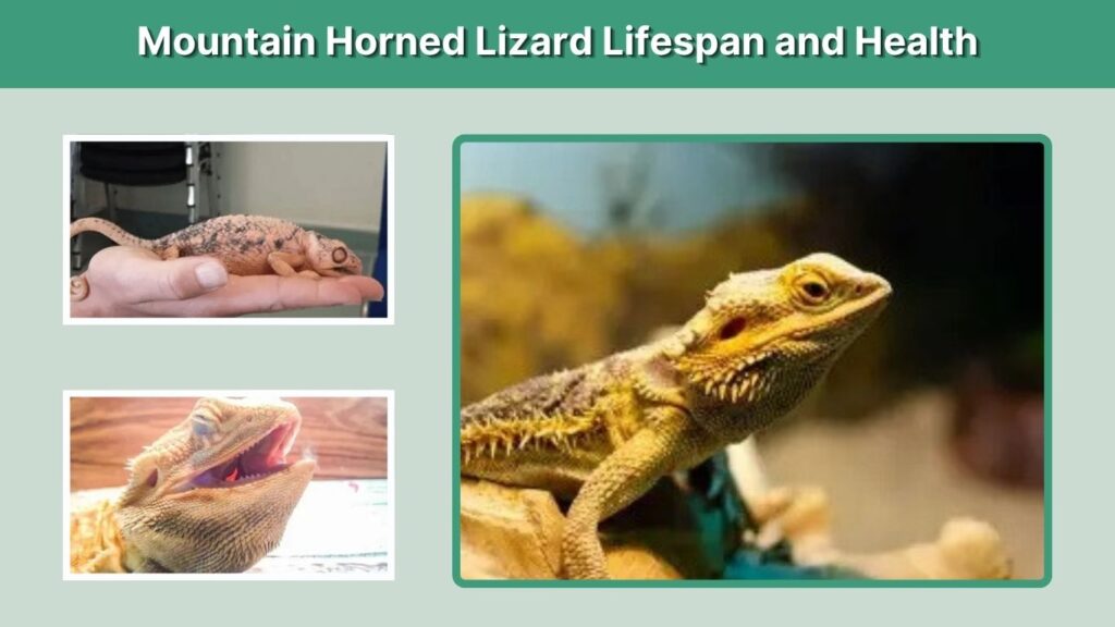 Mountain Horned Lizard Lifespan and Health